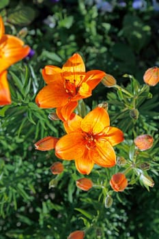 Lily Blossoms