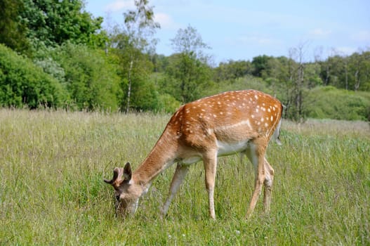 Fallow deer - roe deer