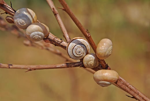 Plague of snails