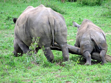 Two Rhinos