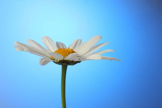 Marguerite