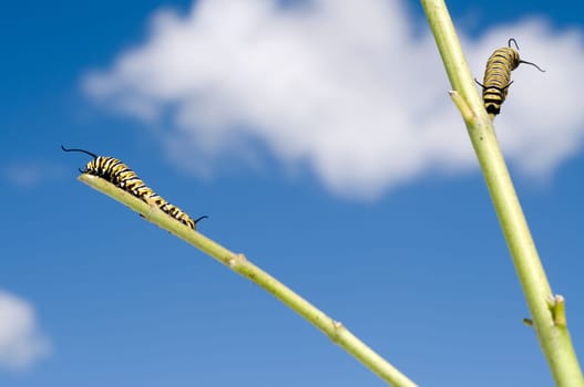Monarch Caterpillar eating plant bare