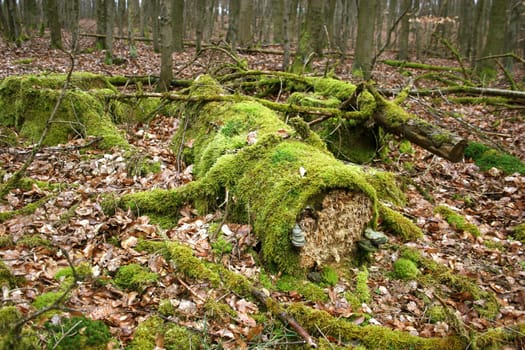 Deadwood in the Hessian Kellerwald