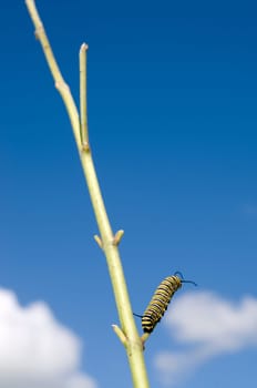 Monarch Caterpillar eating plant bare