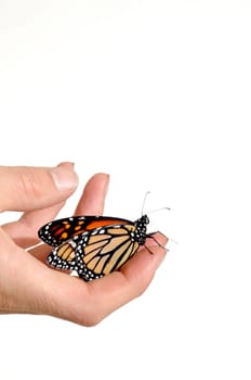 Monarch butterfly in person hands
