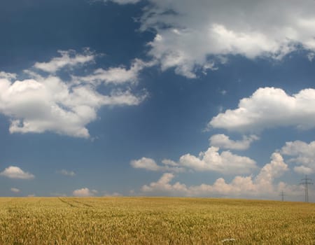 Wheat field in late summer in front of sky