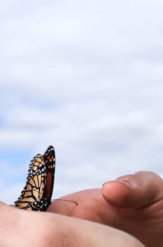 Monarch butterfly in person hands
