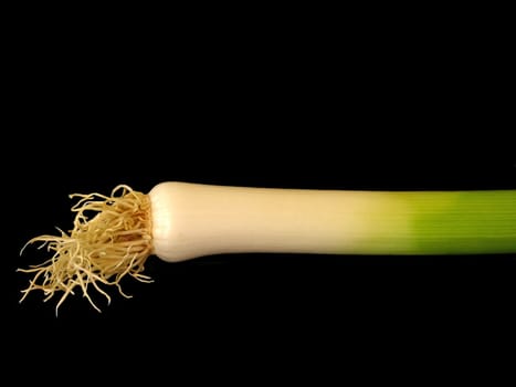 Leek