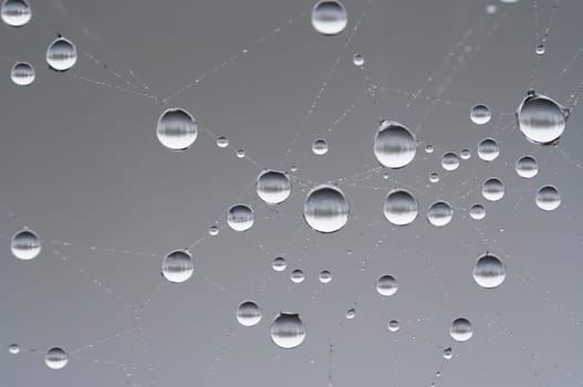 droplets on the cobweb