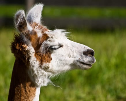 Lama