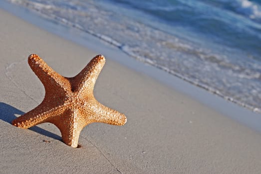 Starfish