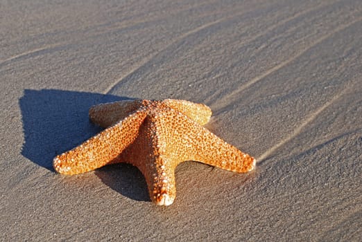 Starfish