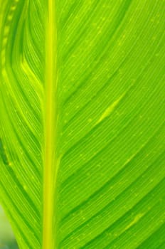 Leaf Structures