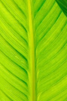Leaf Structures