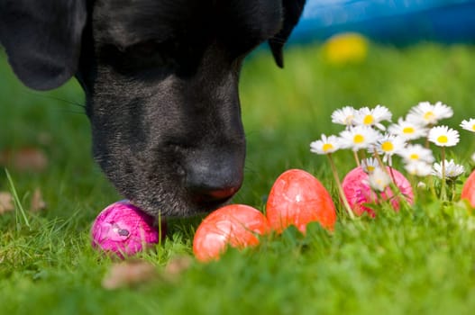Easter Egg Hunt