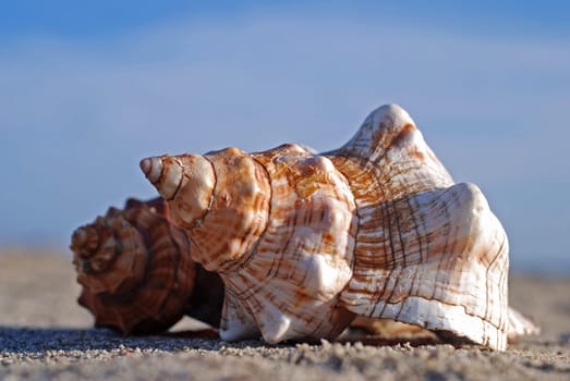 Mussels