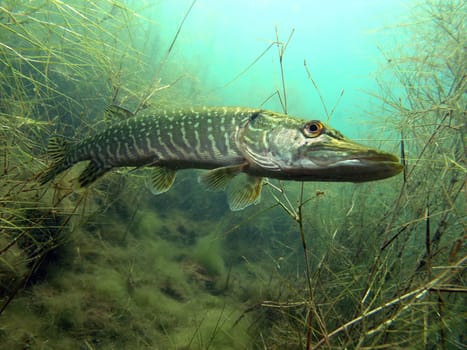 Pike