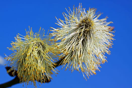 Willow catkin