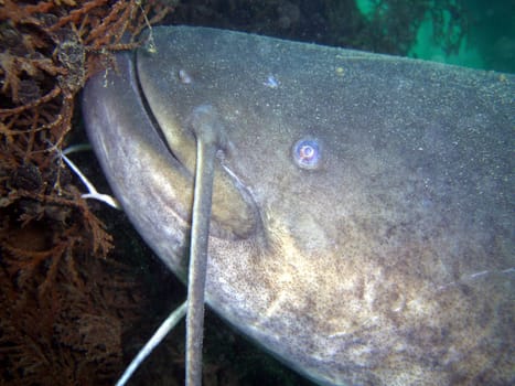 Catfish