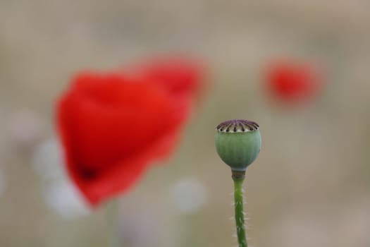 Seed vessel
