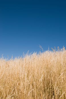 Field of corn
