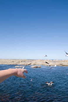 segulls and ocean