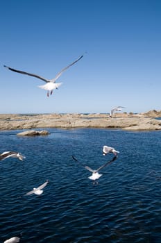 segulls and ocean