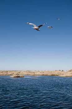 segulls and ocean