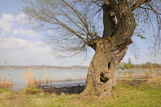 Tree on the shore of Lake Constance
