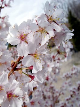 Cherry blossom