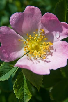 Dog rose