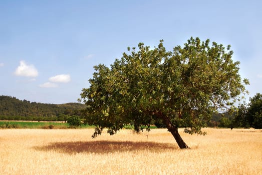 Deciduous tree in Mallorca
