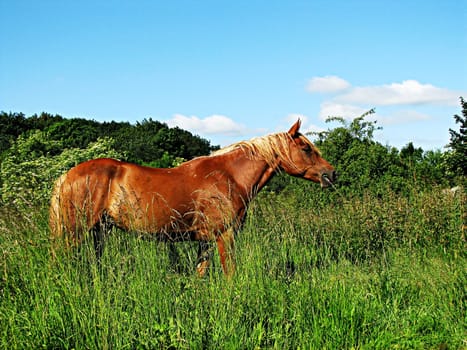 Horse in the pasture