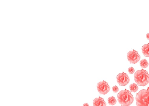 pink rose flowers border