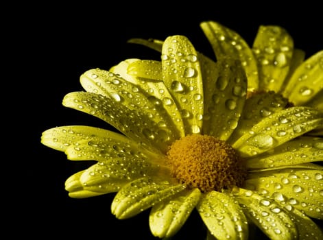 Daisies
