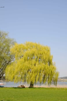 Willow on the shores of Lake Constance