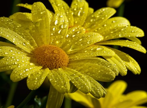 Daisies