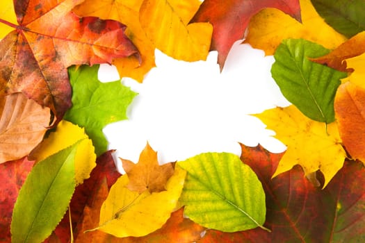 autumn leaves