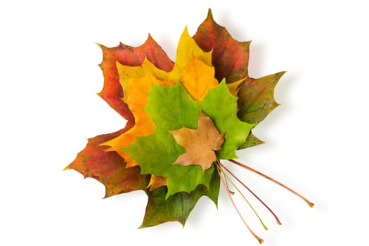 maple