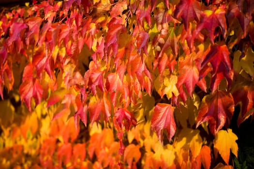 autumn