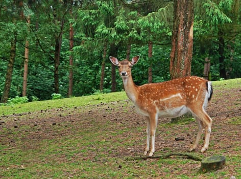 Bambi