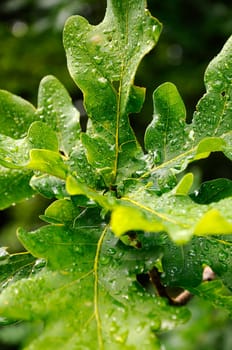 Leaf after rainfall