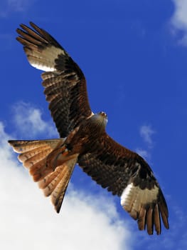 Red kite