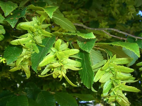Inflorescences of hornbeam