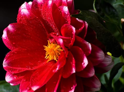 Dahlia