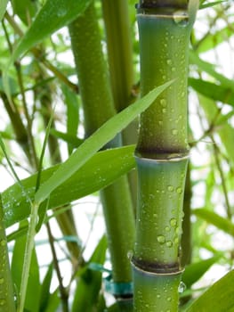 Bamboo 01