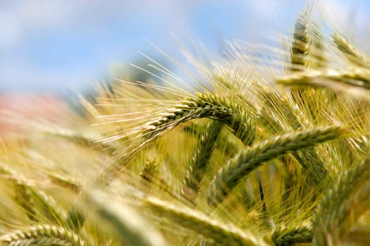 Ears of grain