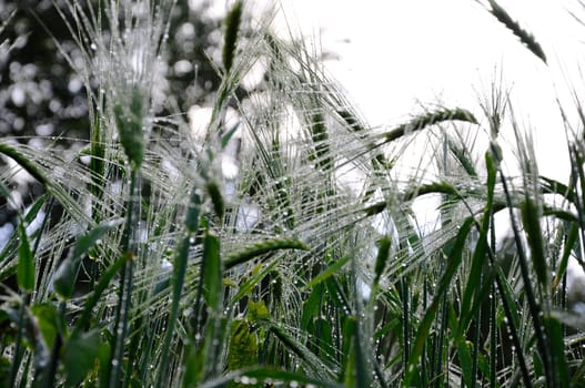Wheat with morning dew