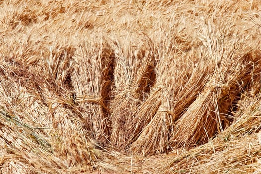 bundles of ripe grain