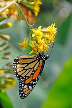 Monarch butterfly